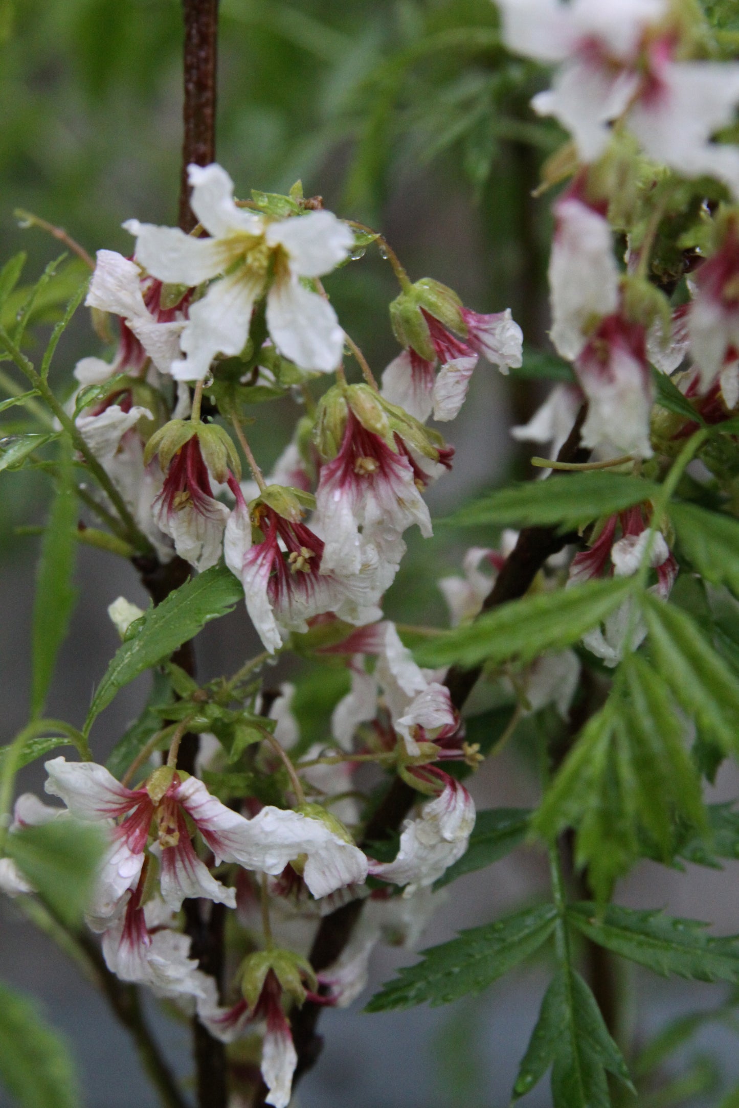 Sahne Nuss Baum - Xanthoceras sorbifolium