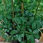 Kraut der Unsterblichkeit (Gynostemma pentaphyllum)