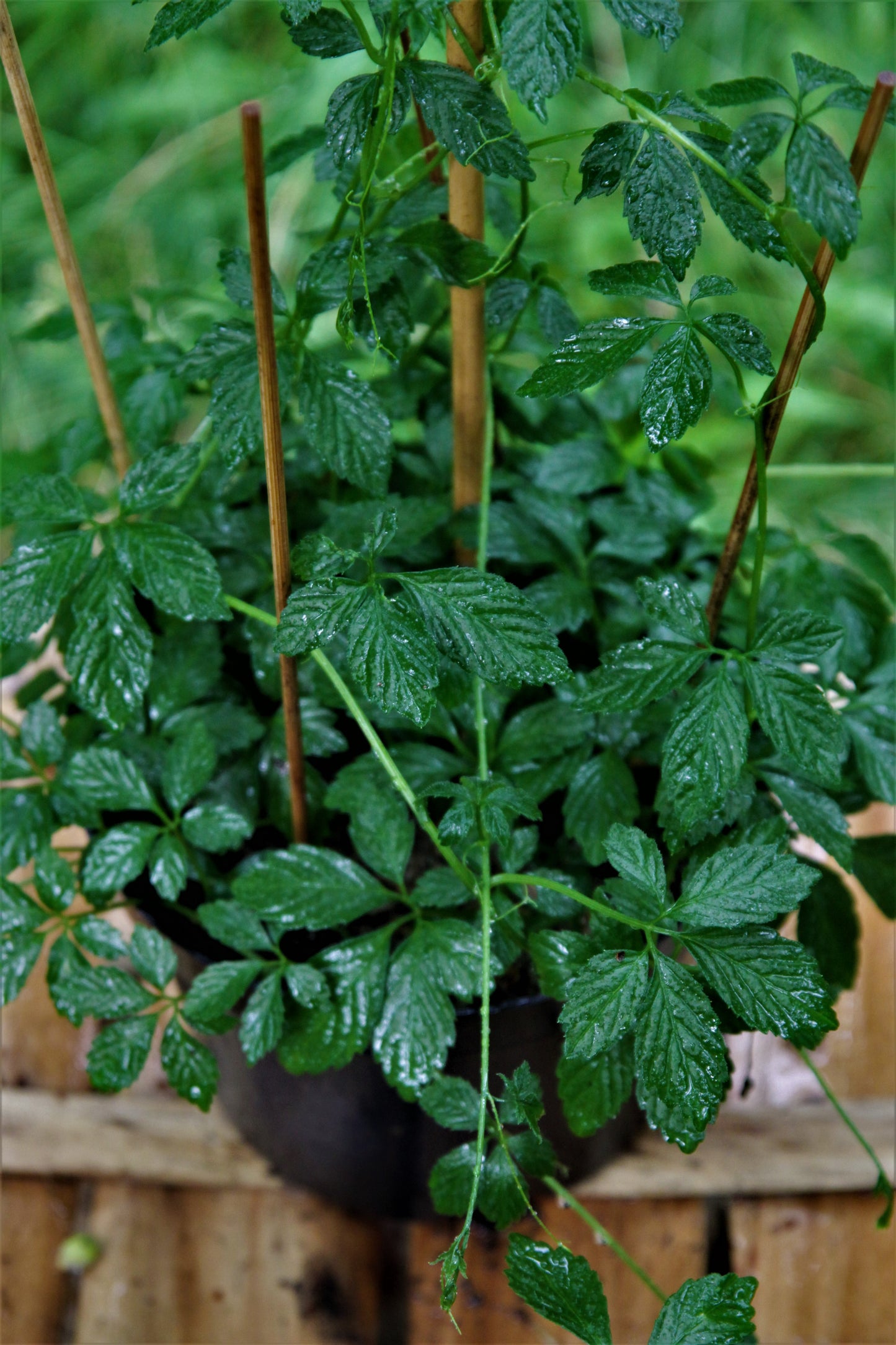 Kraut der Unsterblichkeit (Gynostemma pentaphyllum)