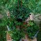 Kraut der Unsterblichkeit (Gynostemma pentaphyllum)