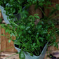 Kraut der Unsterblichkeit (Gynostemma pentaphyllum)