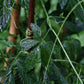Kraut der Unsterblichkeit (Gynostemma pentaphyllum)