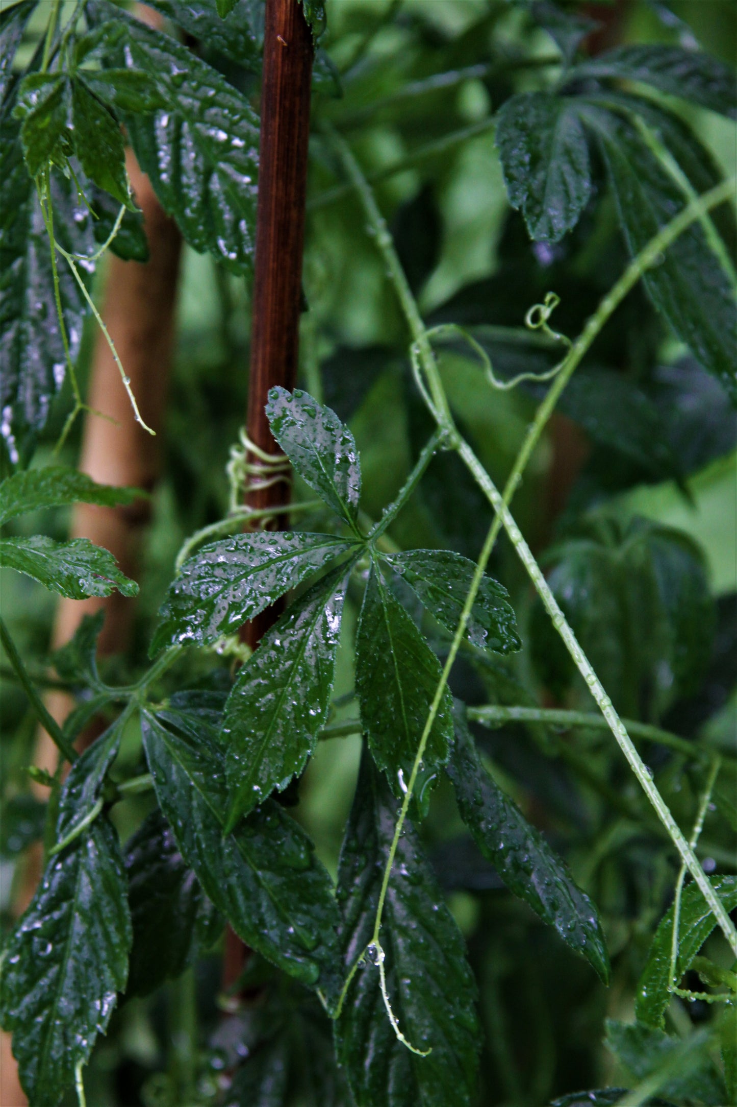 Kraut der Unsterblichkeit (Gynostemma pentaphyllum)