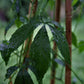 Kraut der Unsterblichkeit (Gynostemma pentaphyllum)