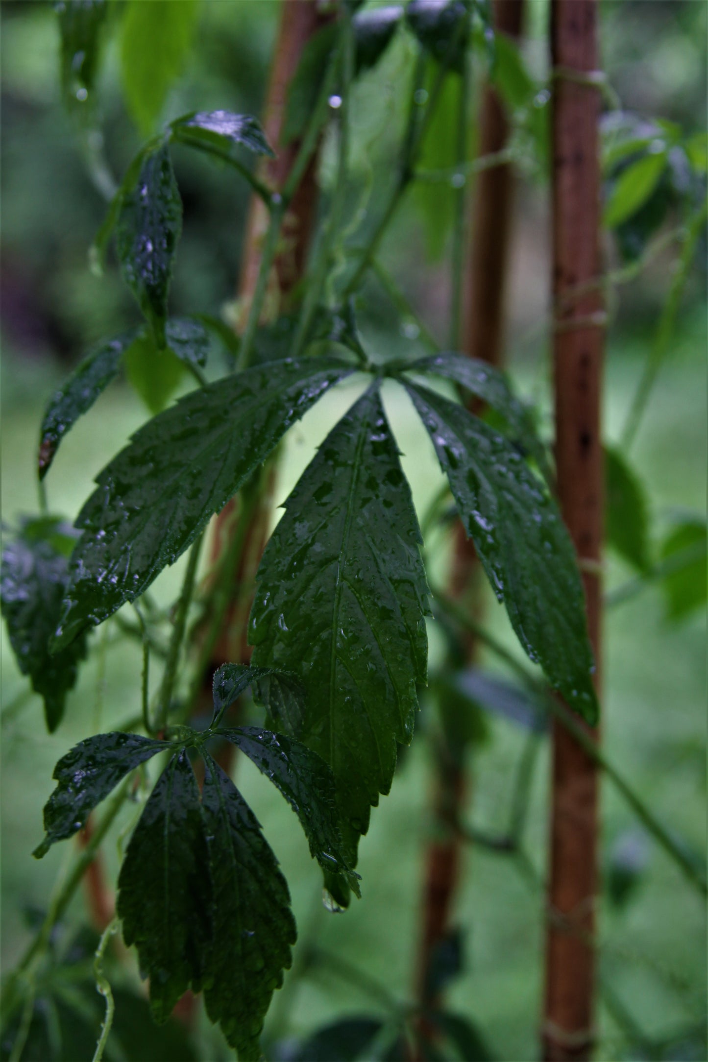 Kraut der Unsterblichkeit (Gynostemma pentaphyllum)