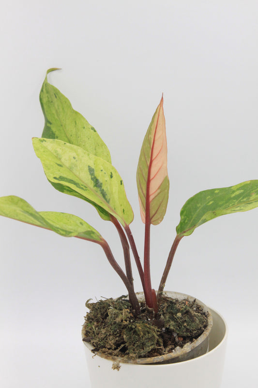 Anthurium hookeri pink Hybrid