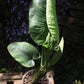 Homalomena rubescens 'Variegata'