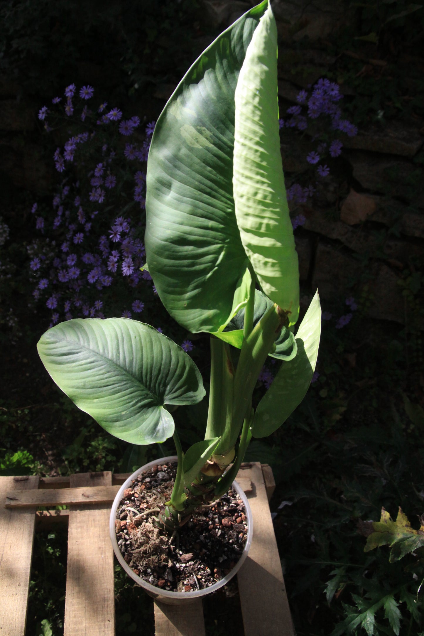 Homalomena rubescens 'Variegata'