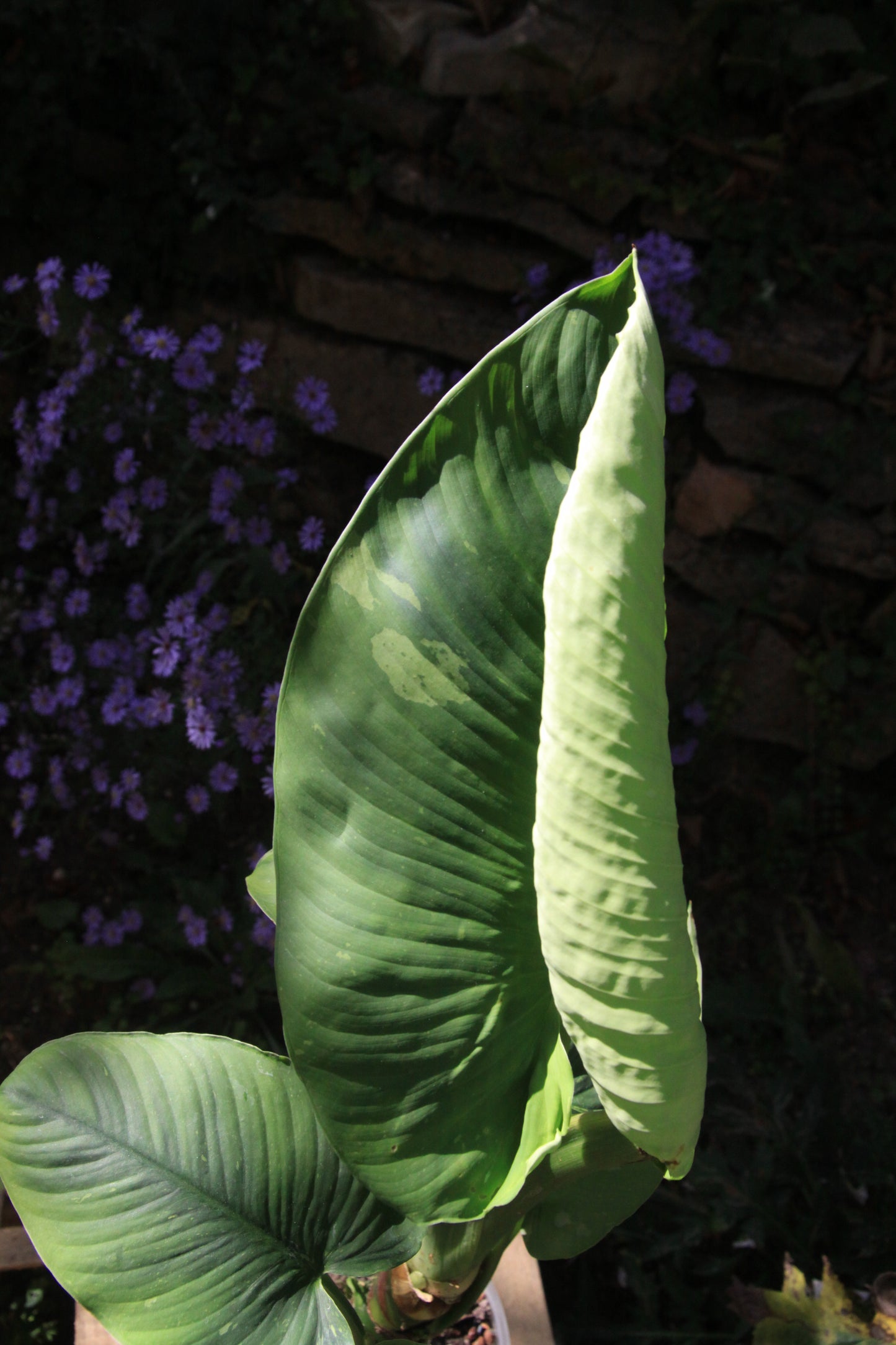 Homalomena rubescens 'Variegata'