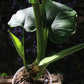 Homalomena rubescens 'Variegata'