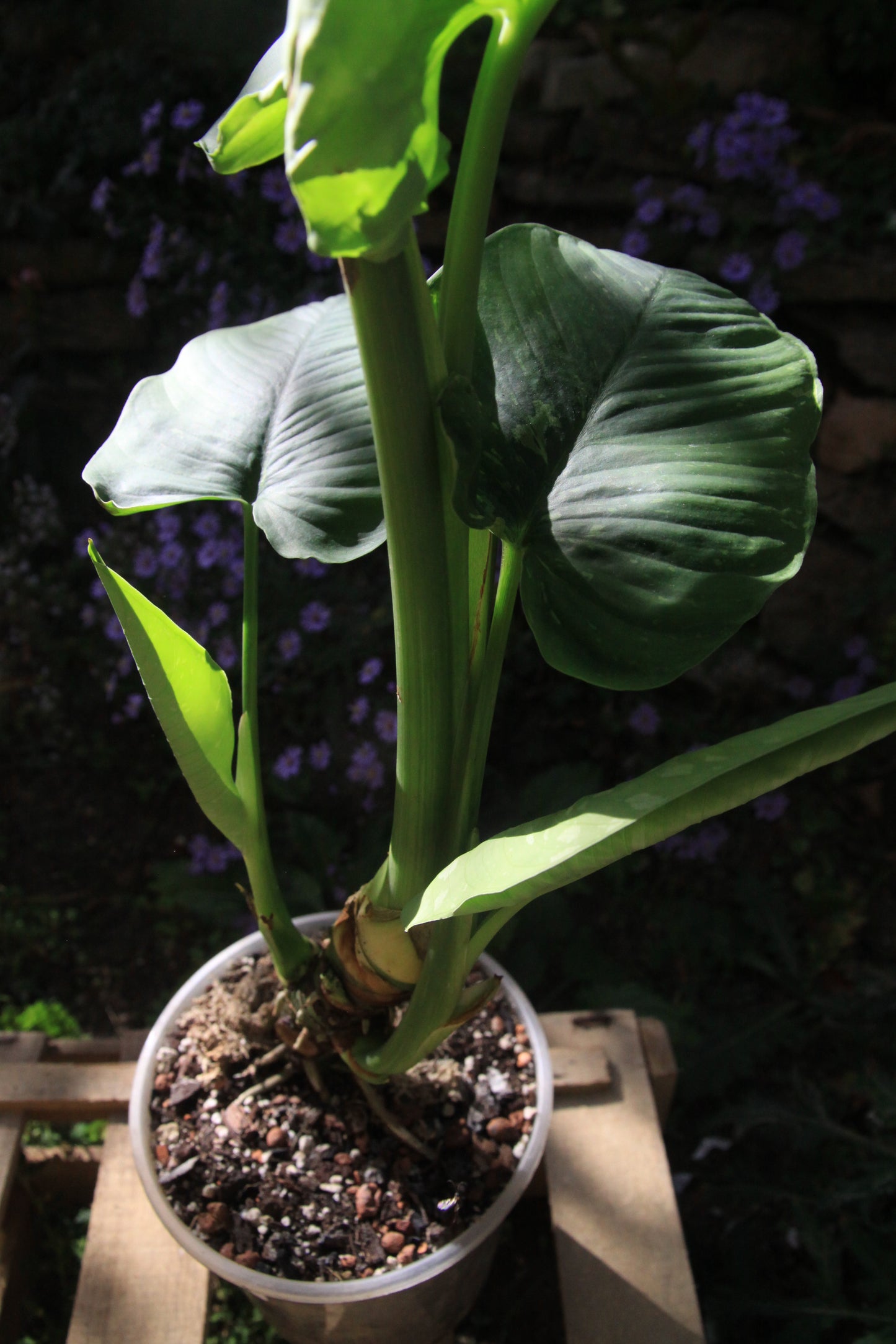 Homalomena rubescens 'Variegata'