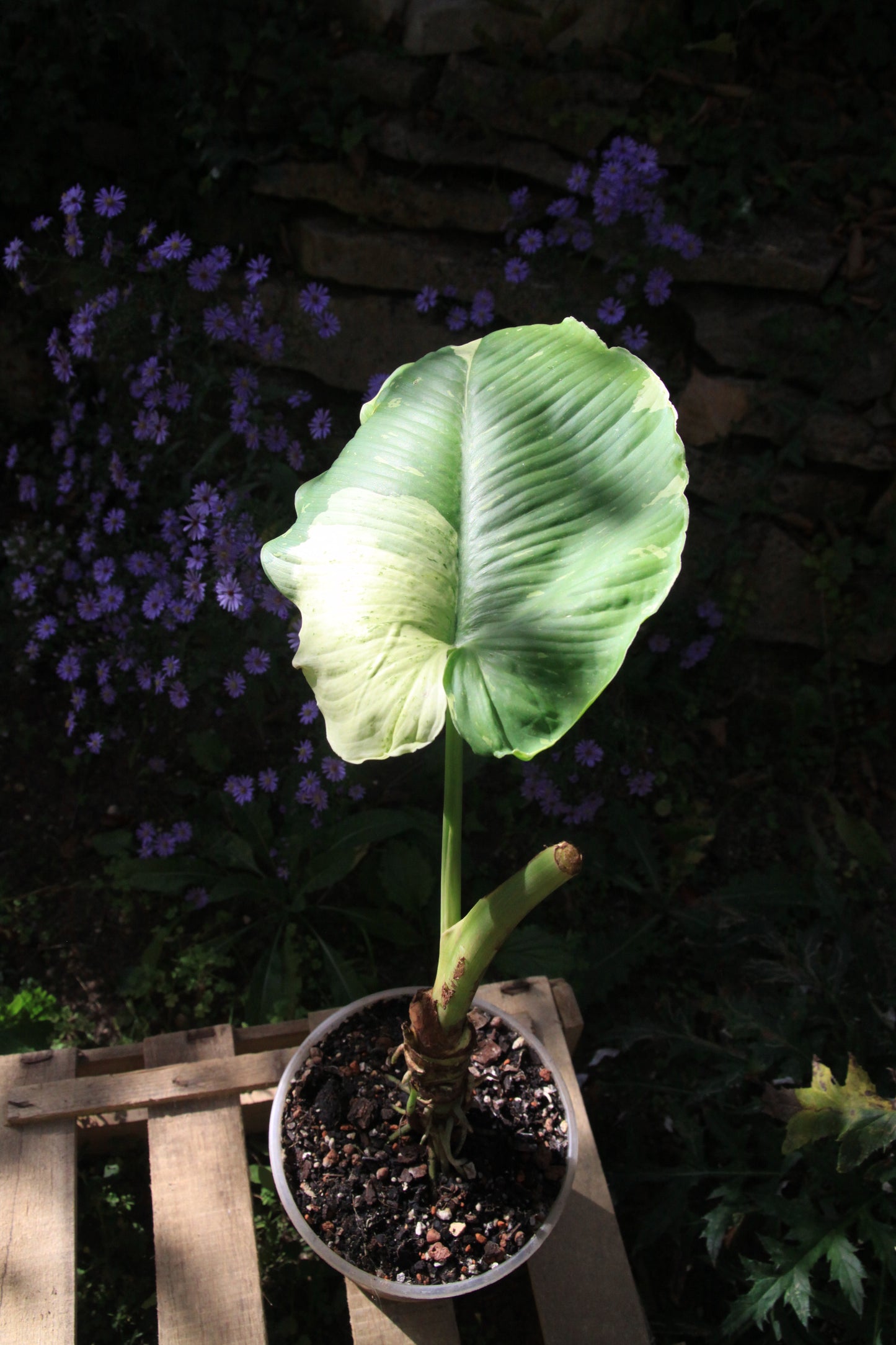 Homalomena rubescens 'Variegata'