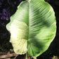 Homalomena rubescens 'Variegata'