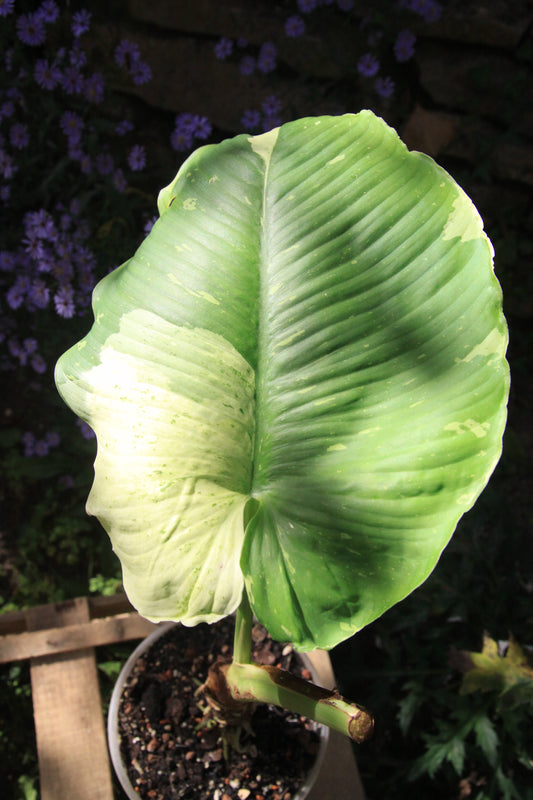 Homalomena rubescens 'Variegata'