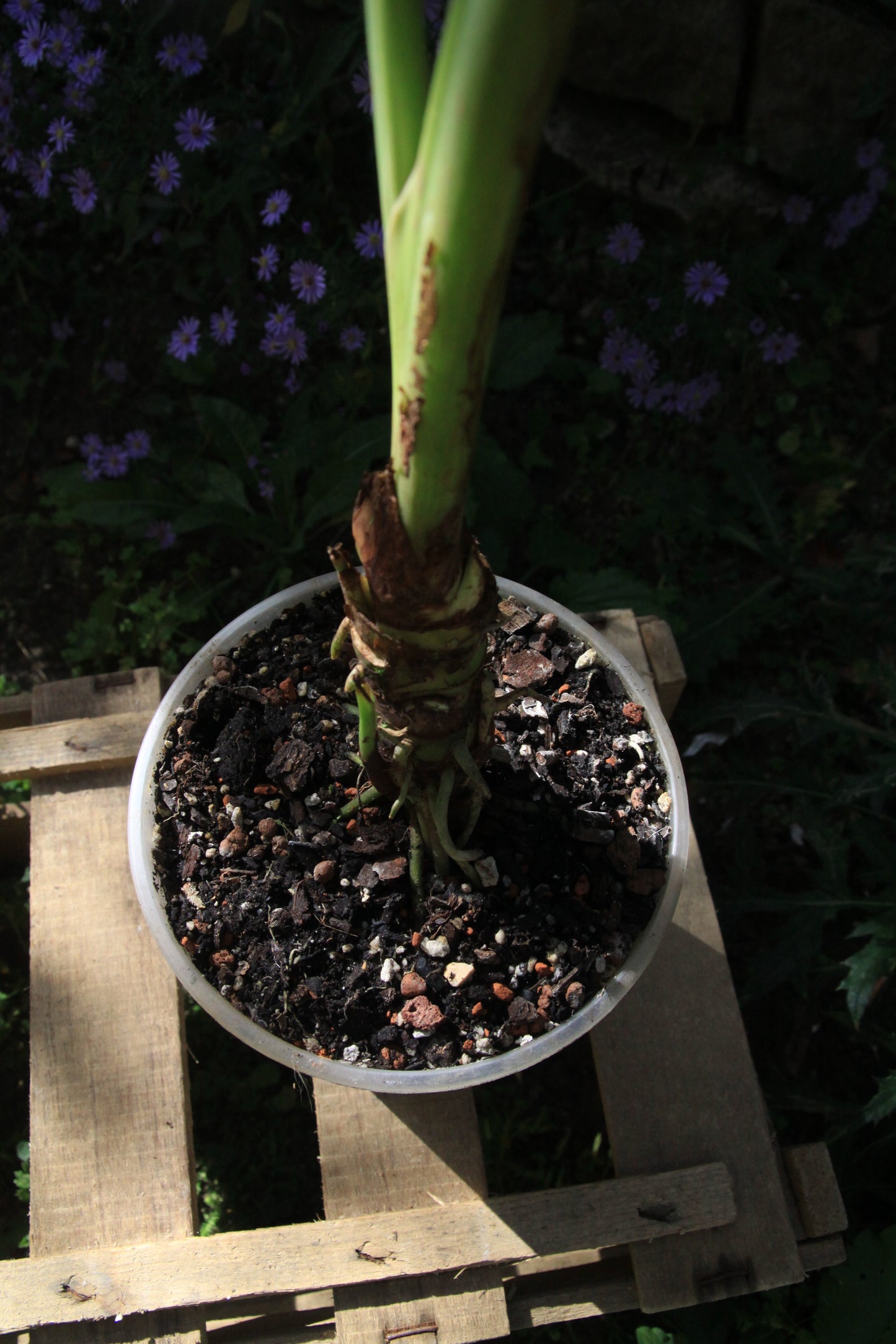 Homalomena rubescens 'Variegata'