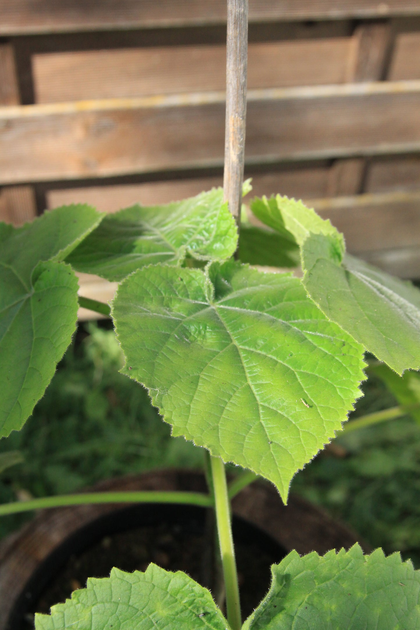 Kaiserbaum - Paulownia tomentosa