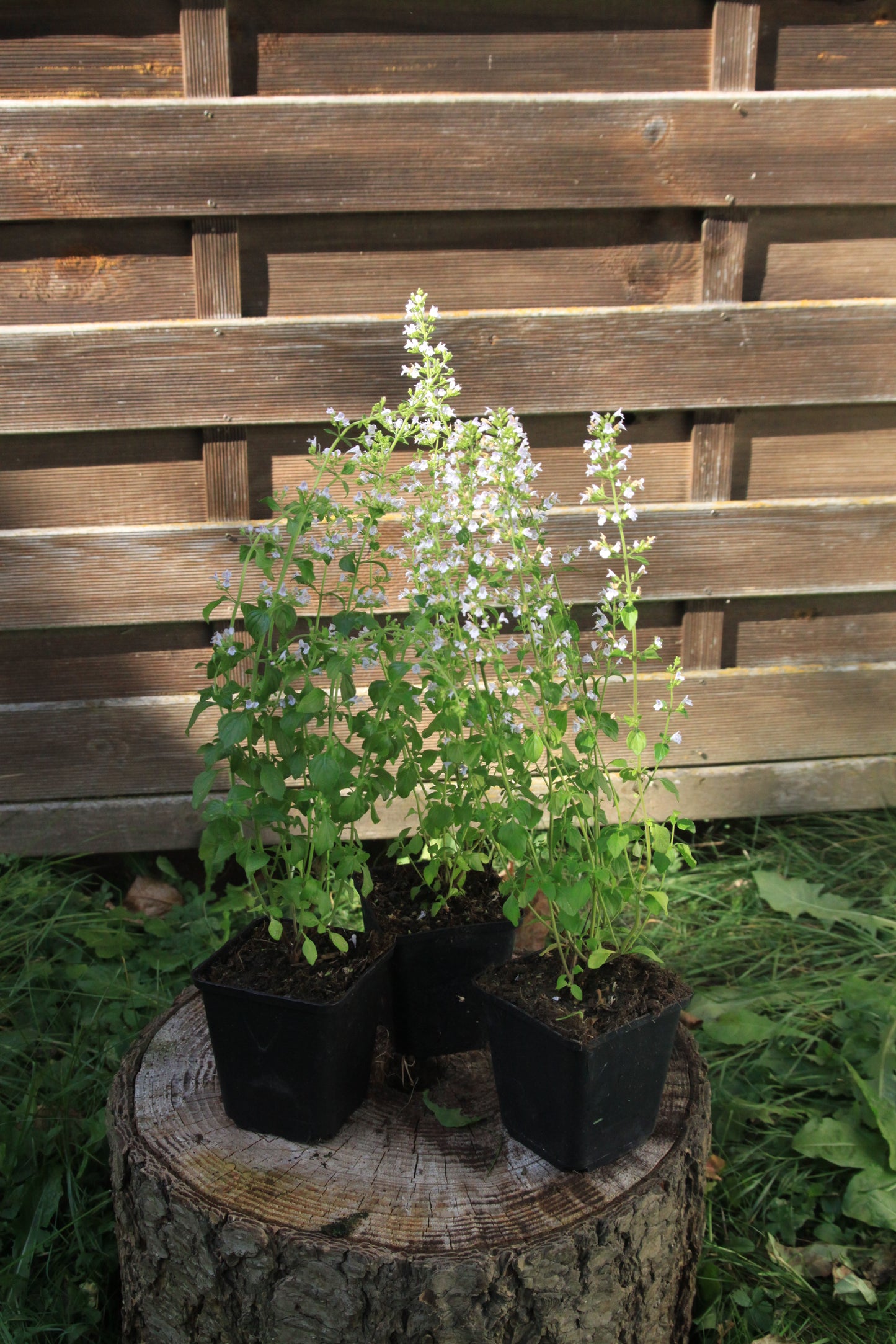 Calamintha nepeta 'Triumphator'