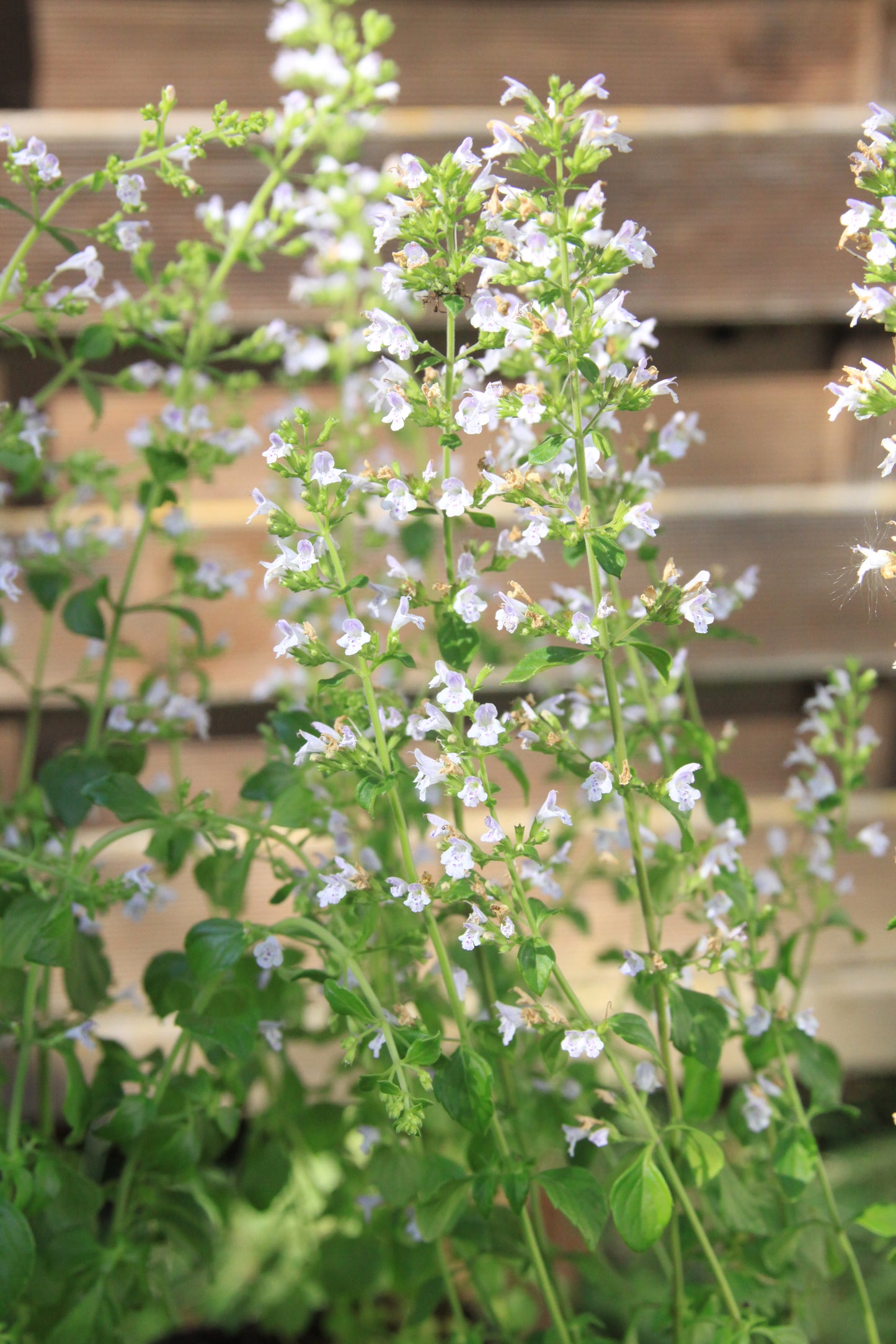 Calamintha nepeta 'Triumphator'