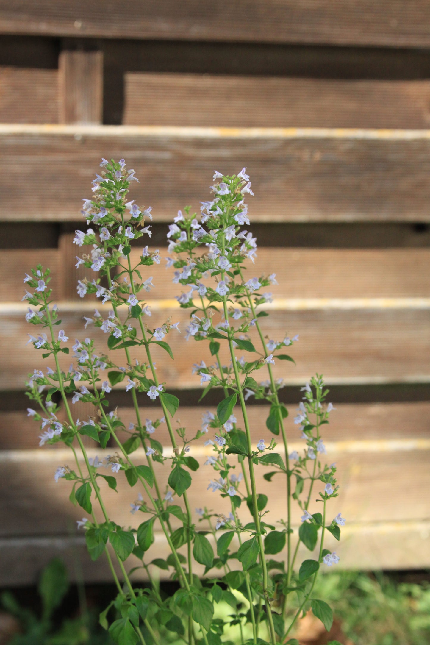 Calamintha nepeta 'Triumphator'