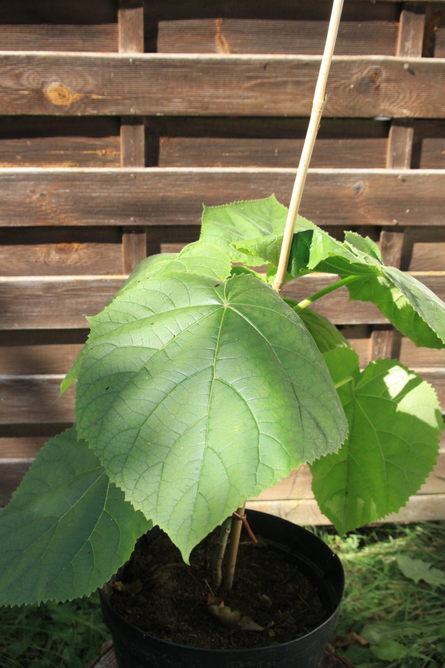 Kaiserbaum - Paulownia tomentosa