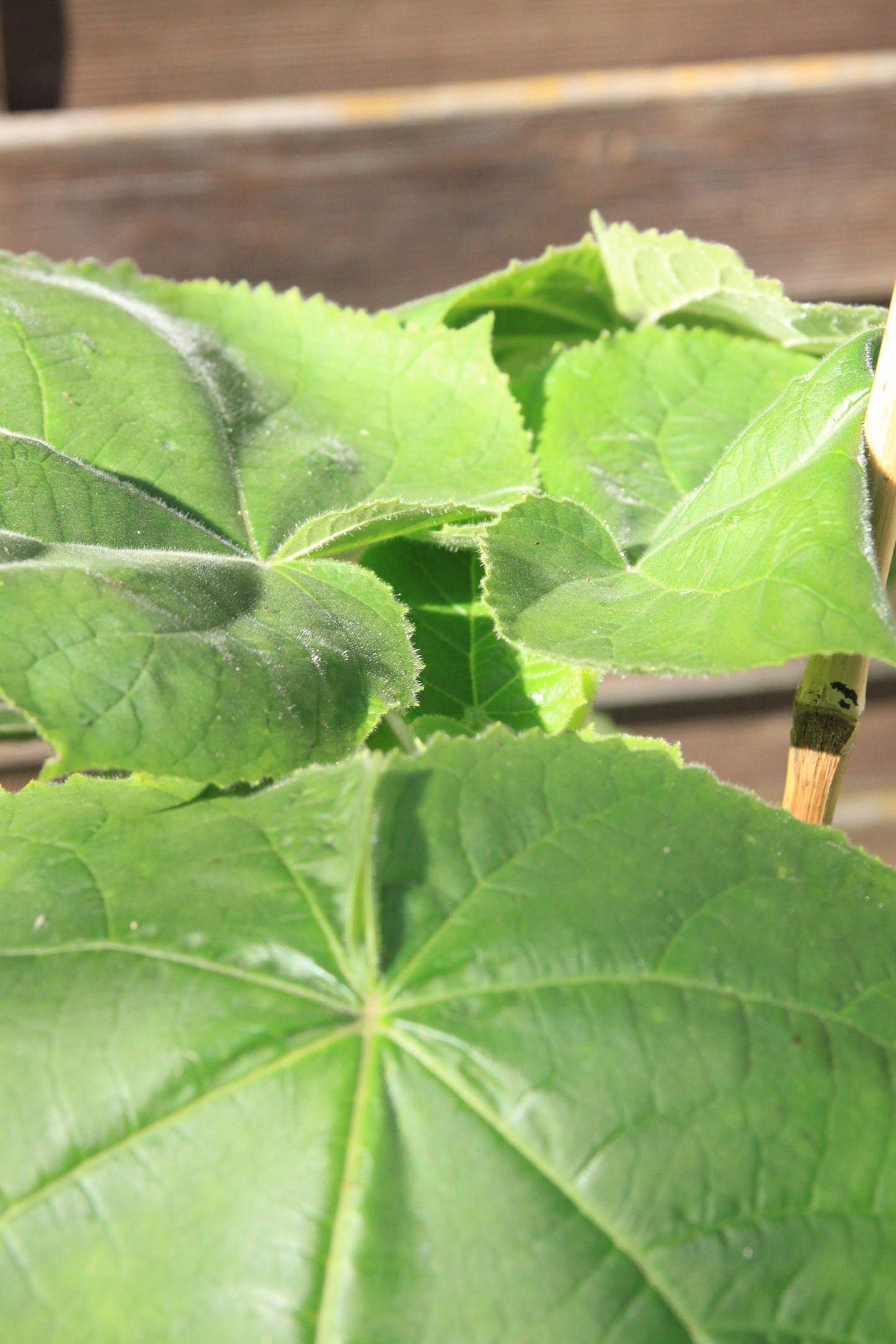 Kaiserbaum - Paulownia tomentosa