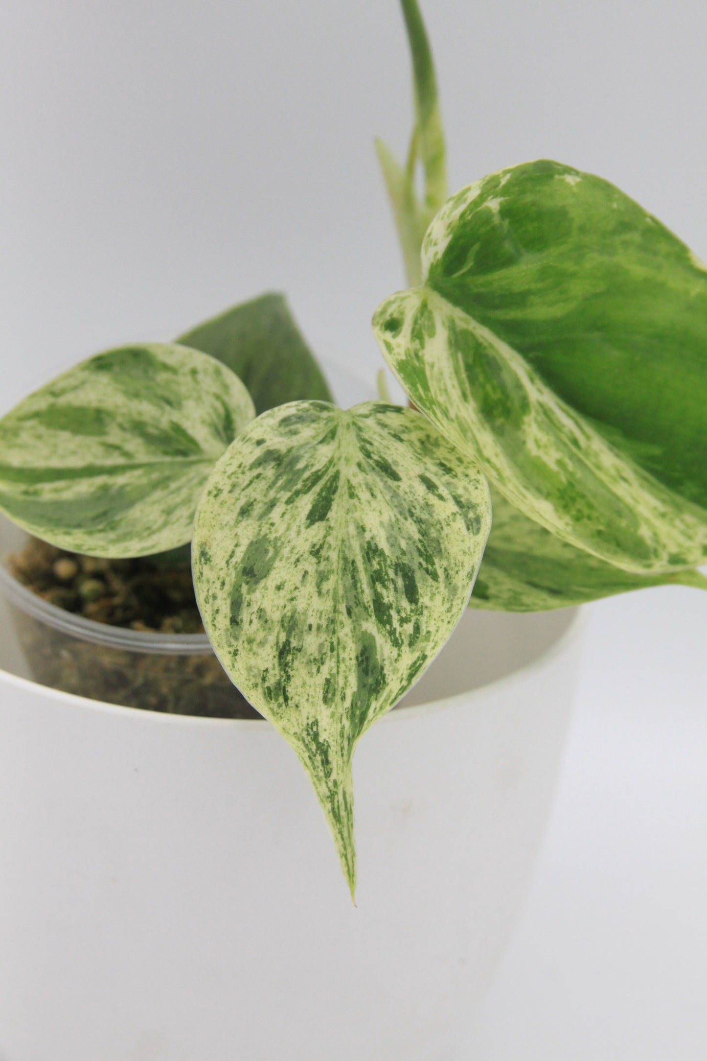 Philodendron hederacum 'Variegata'