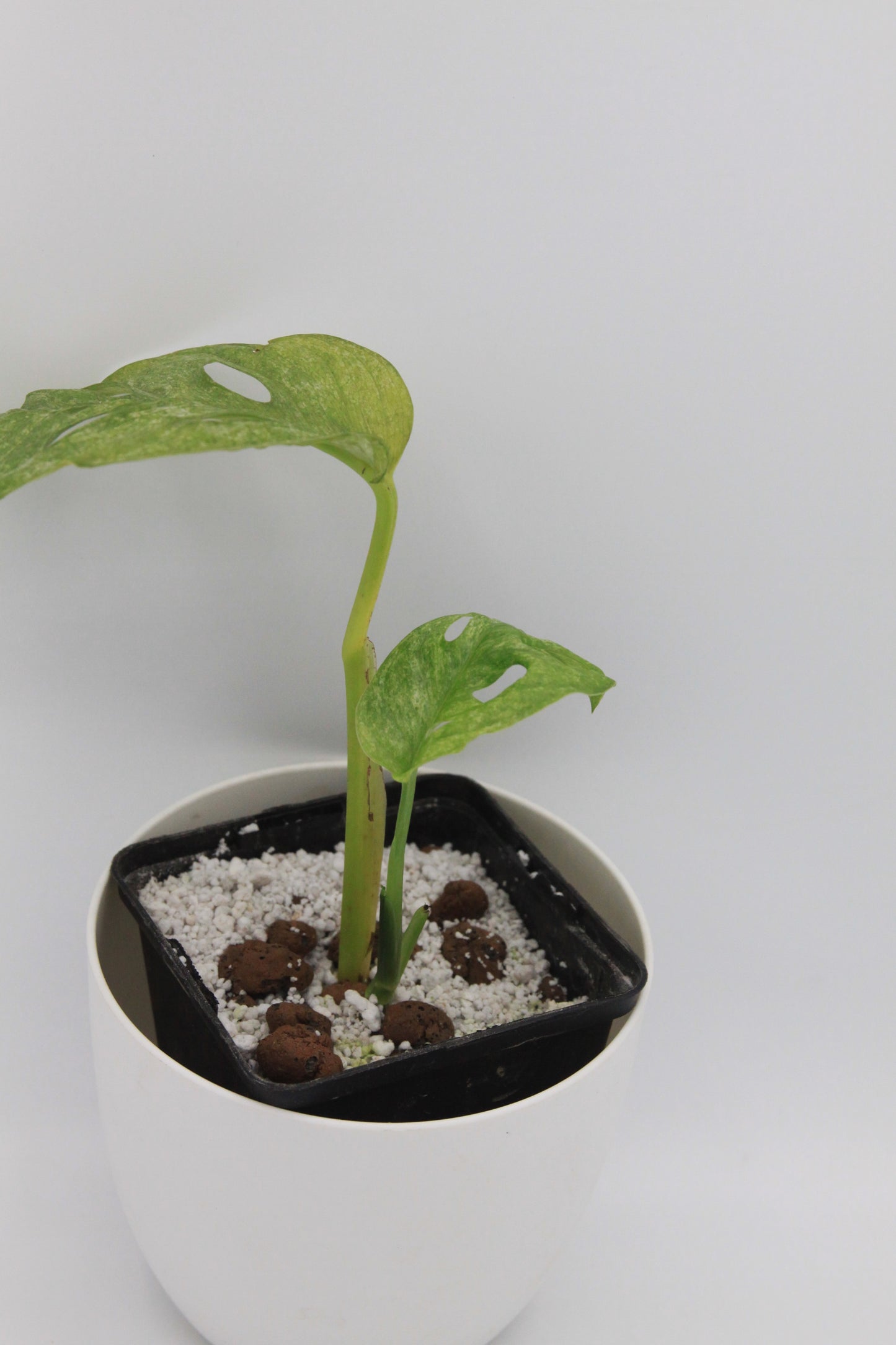 Monstera adansonii 'Mint'