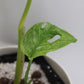 Monstera adansonii 'Mint'