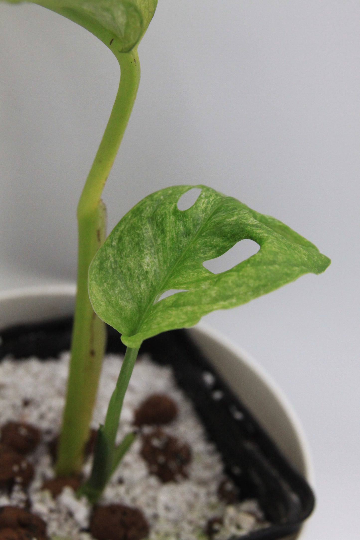Monstera adansonii 'Mint'