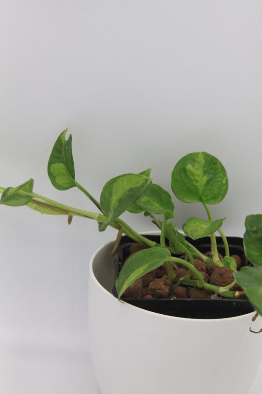 Epipremnum aureum 'Global Green'