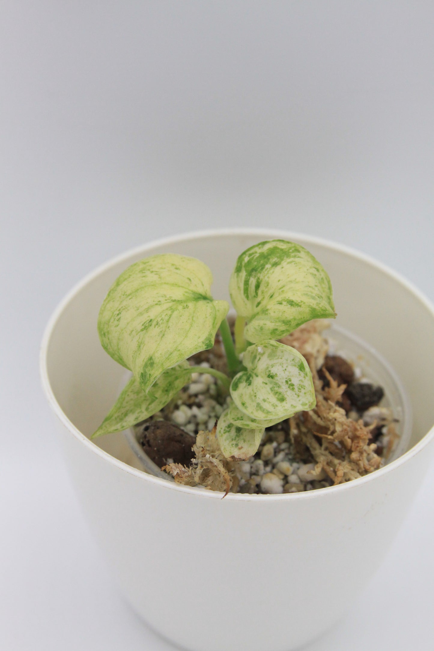 Scindapsus pictus 'Jade Satin Marble'