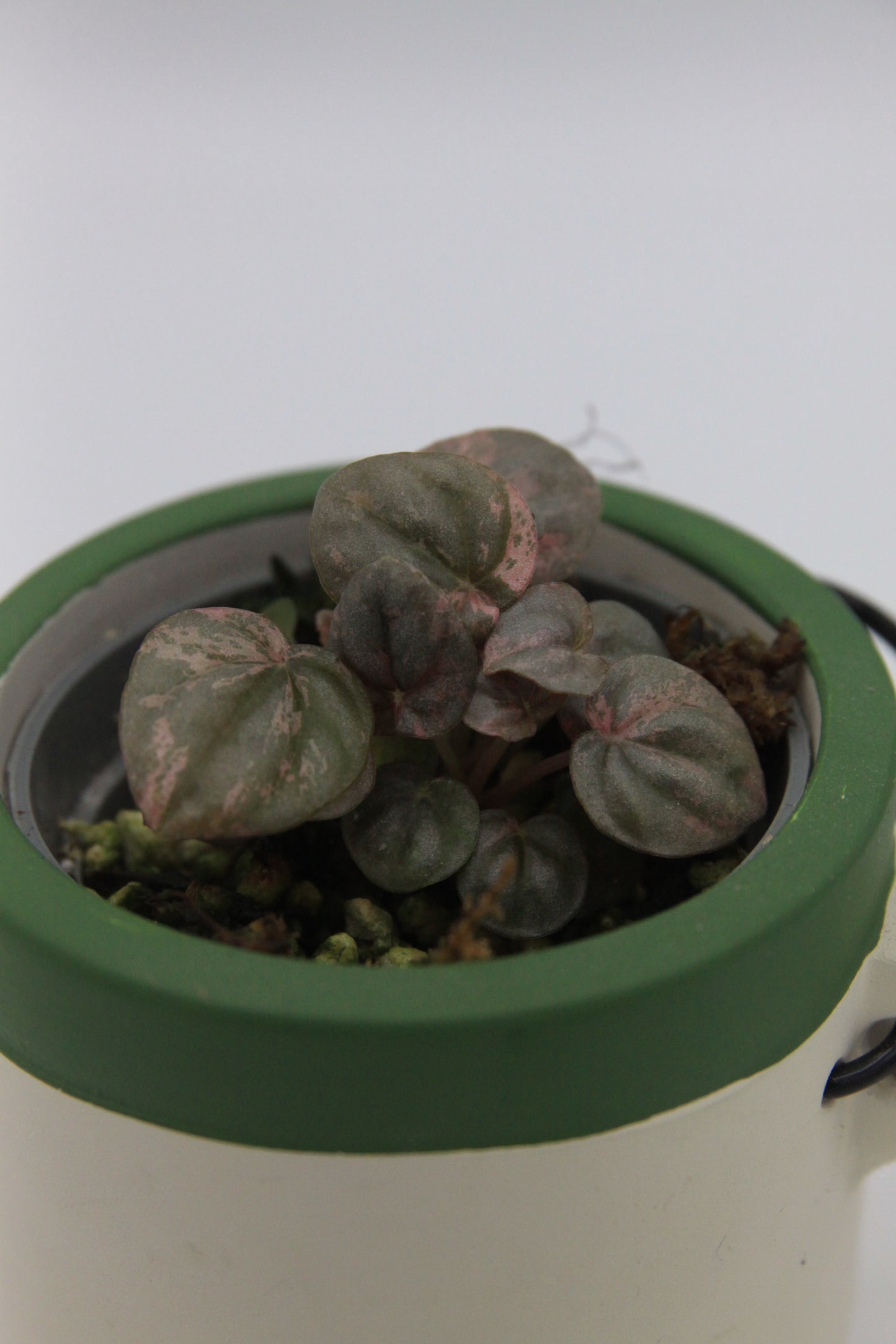 Peperomia caperata 'Pink Lady'