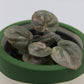 Peperomia caperata 'Pink Lady'