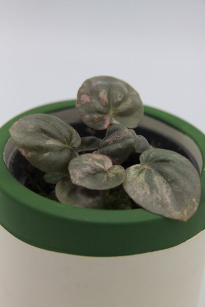 Peperomia caperata 'Pink Lady'