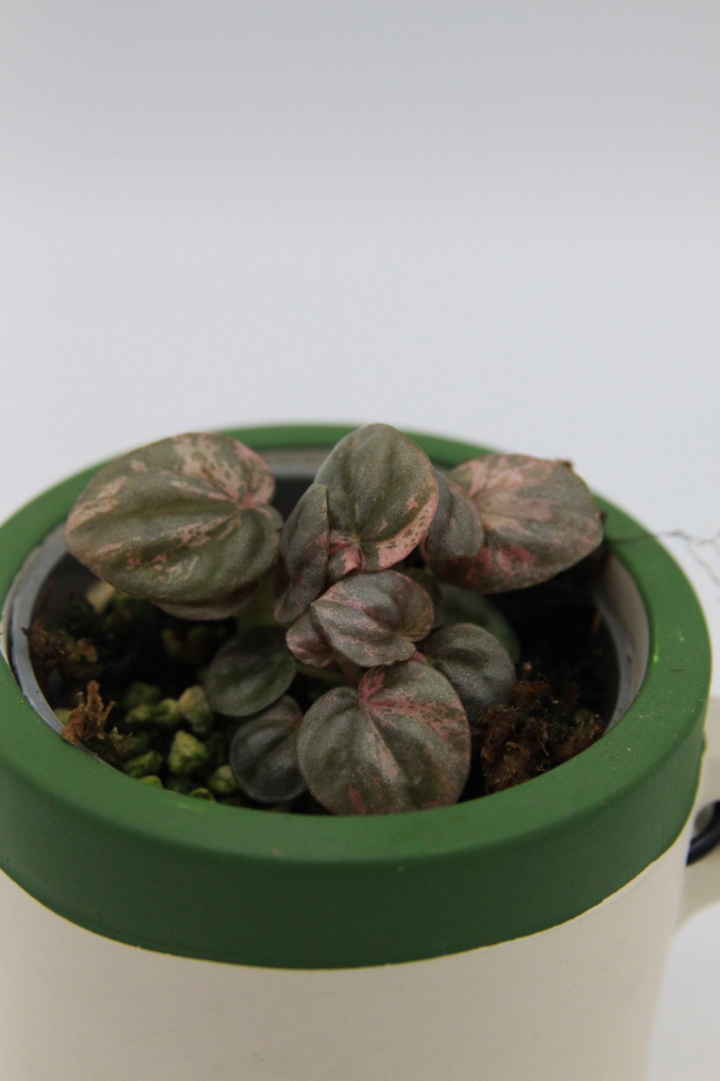 Peperomia caperata 'Pink Lady'