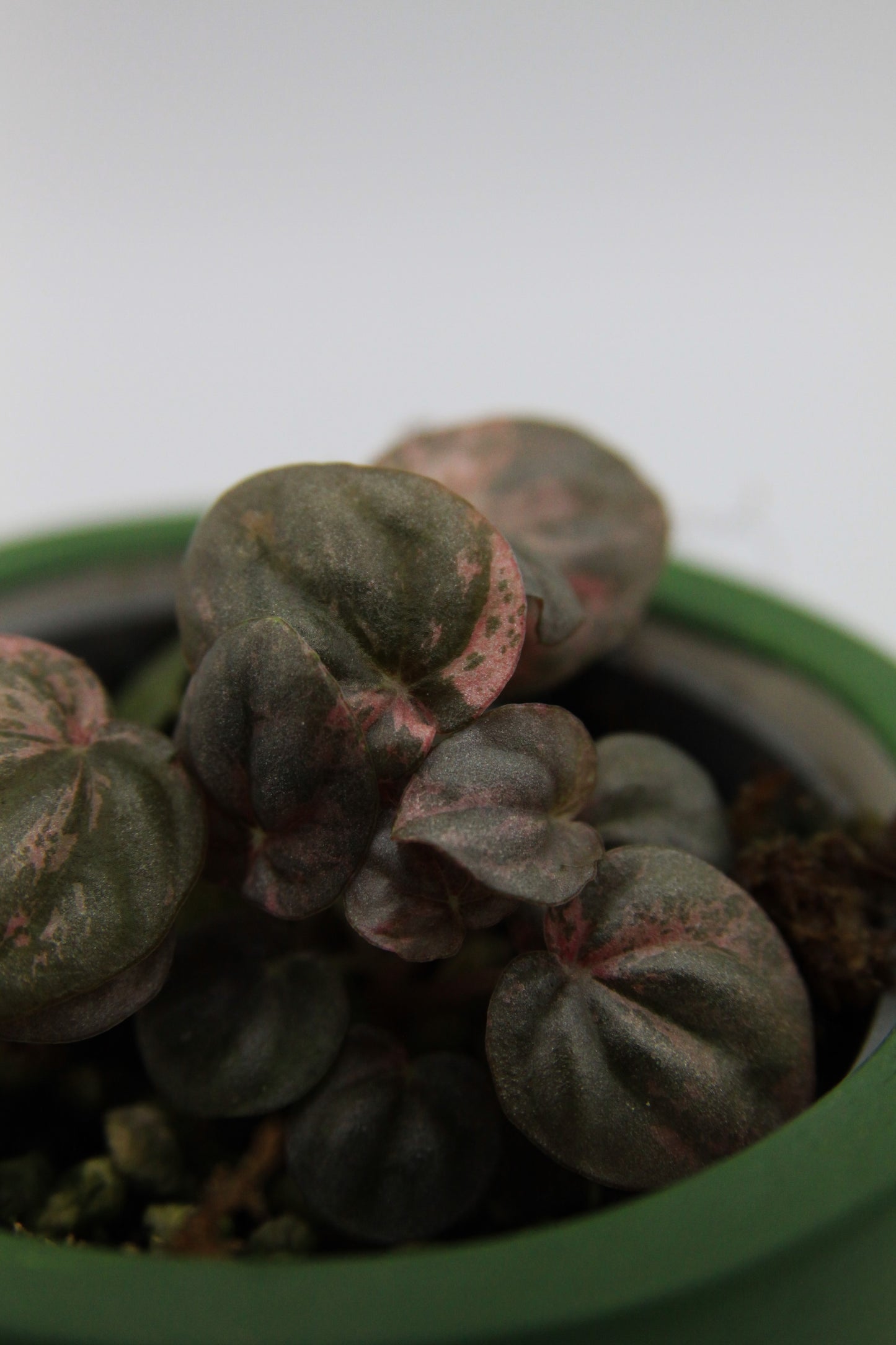 Peperomia caperata 'Pink Lady'