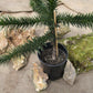 Affenschwanzbaum - Araucaria araucana