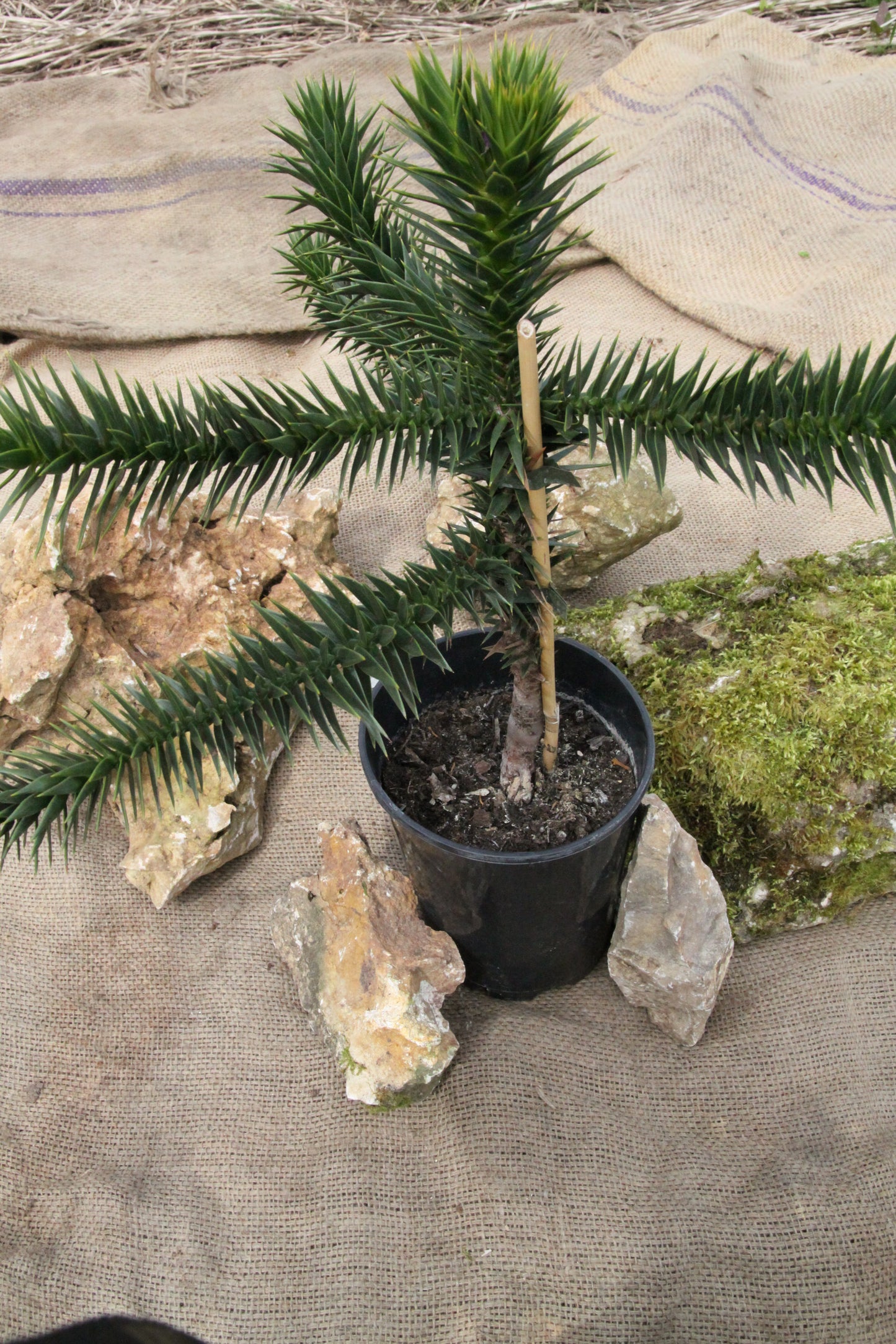 Affenschwanzbaum - Araucaria araucana