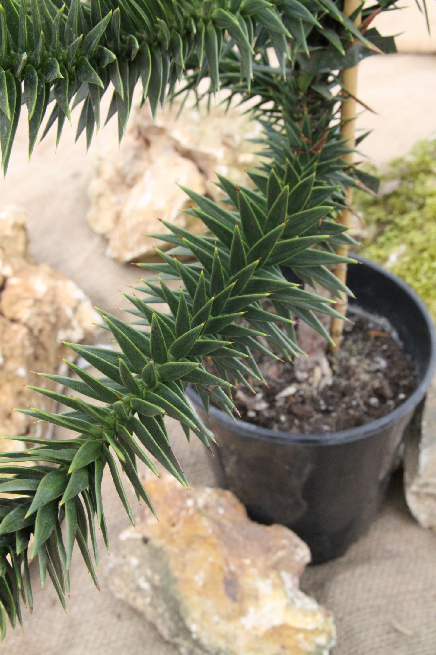 Affenschwanzbaum - Araucaria araucana