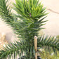 Affenschwanzbaum - Araucaria araucana