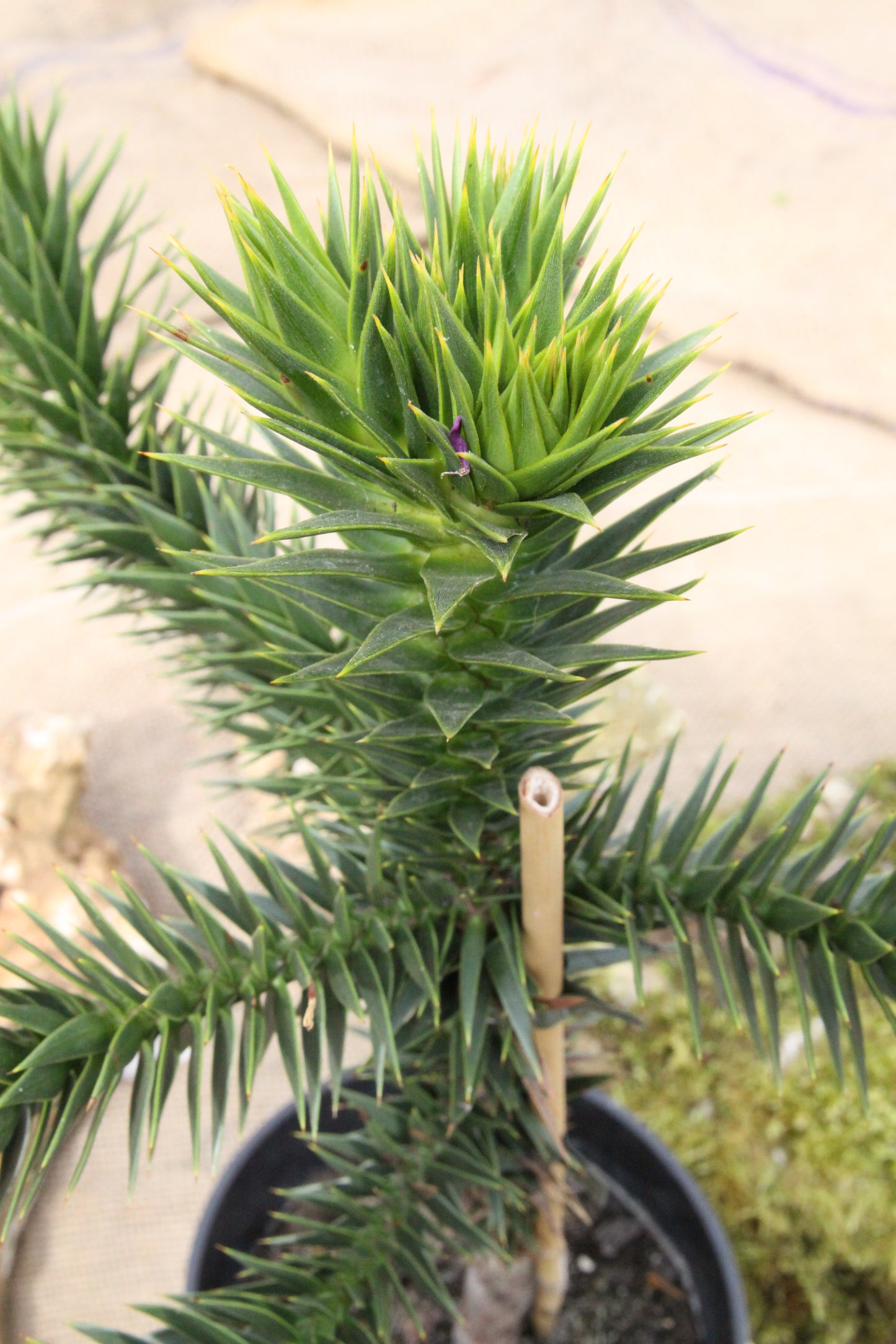 Affenschwanzbaum - Araucaria araucana