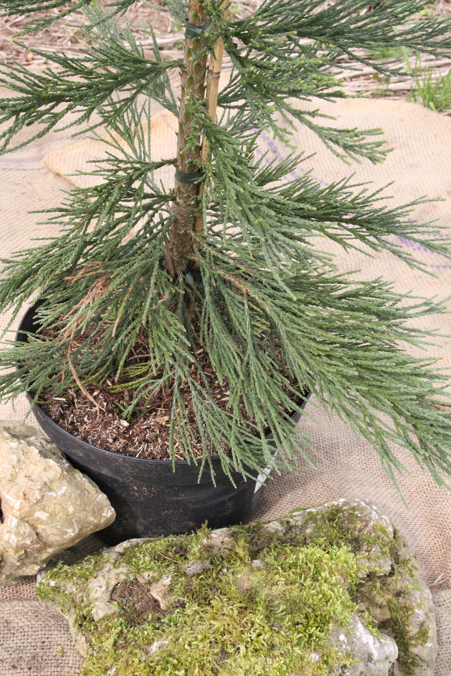 Mammutbaum - Sequoiadendron giganteum 'Glaucum'