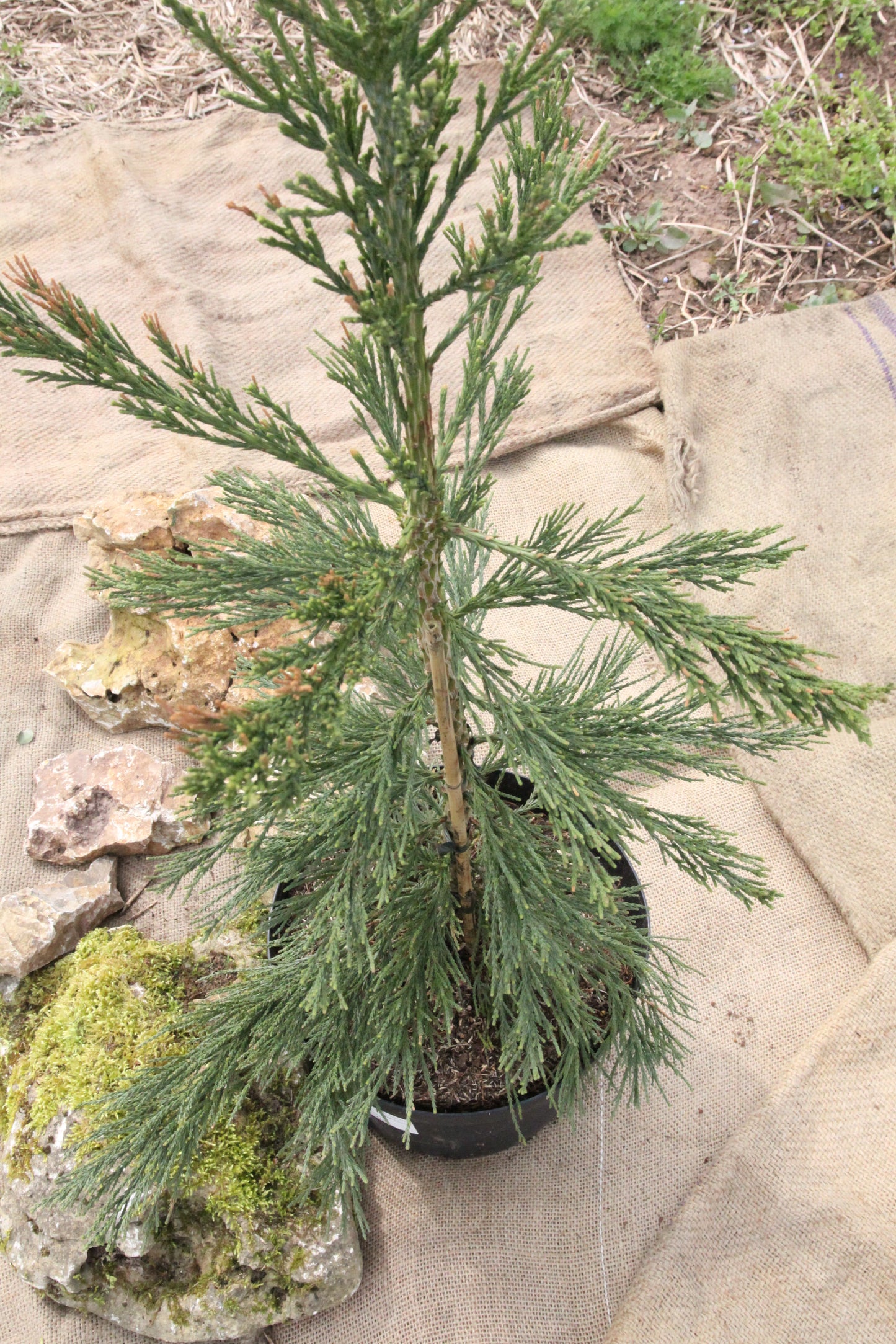 Mammutbaum - Sequoiadendron giganteum 'Glaucum'