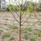 Urwelt Mammutbaum - Metasequoia glyptostroboides 'Amber Glow'