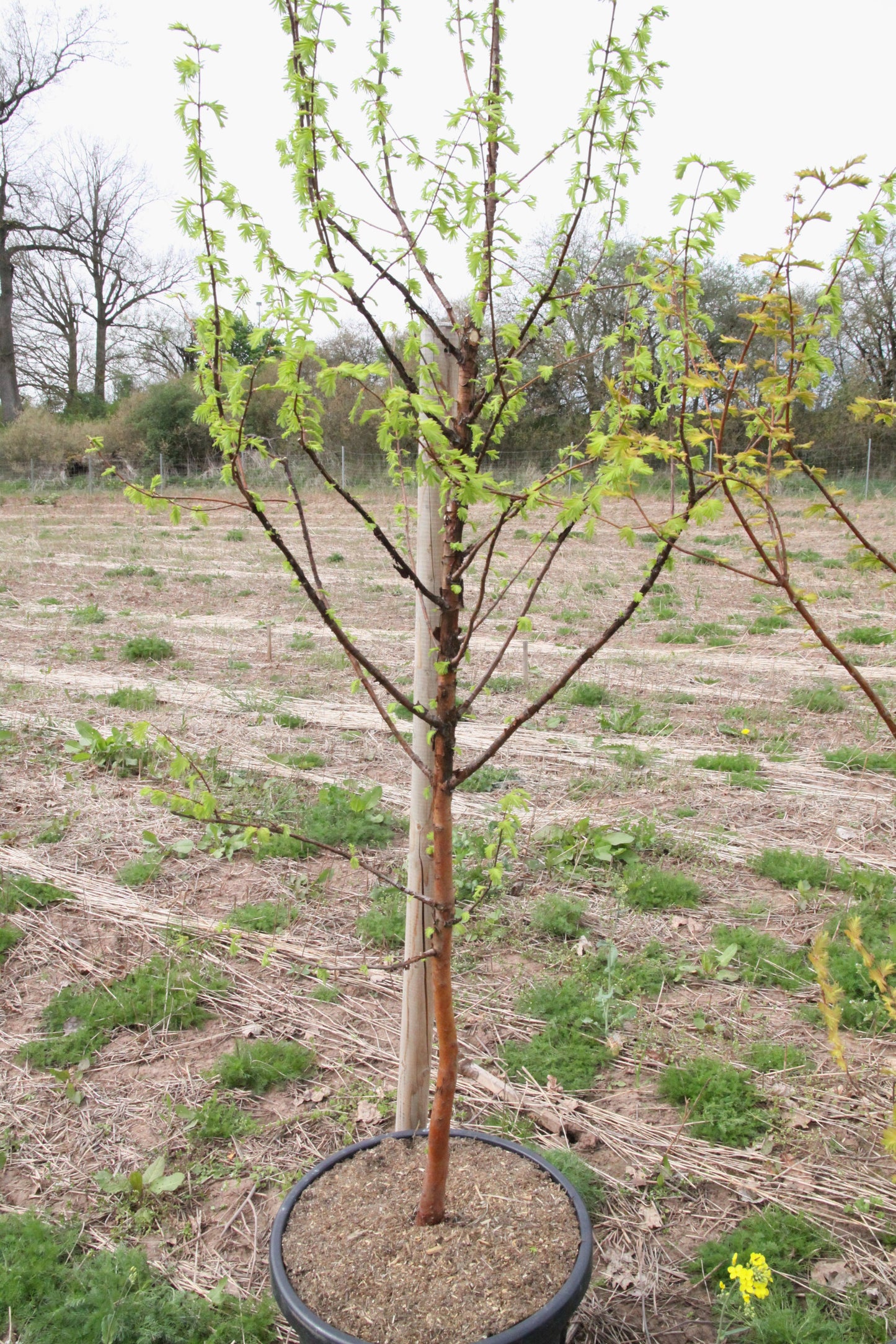 Urwelt Mammutbaum - Metasequoia glyptostroboides 'Amber Glow'