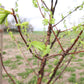 Urwelt Mammutbaum - Metasequoia glyptostroboides 'Amber Glow'