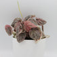 Peperomia caperata 'Pink Lady'