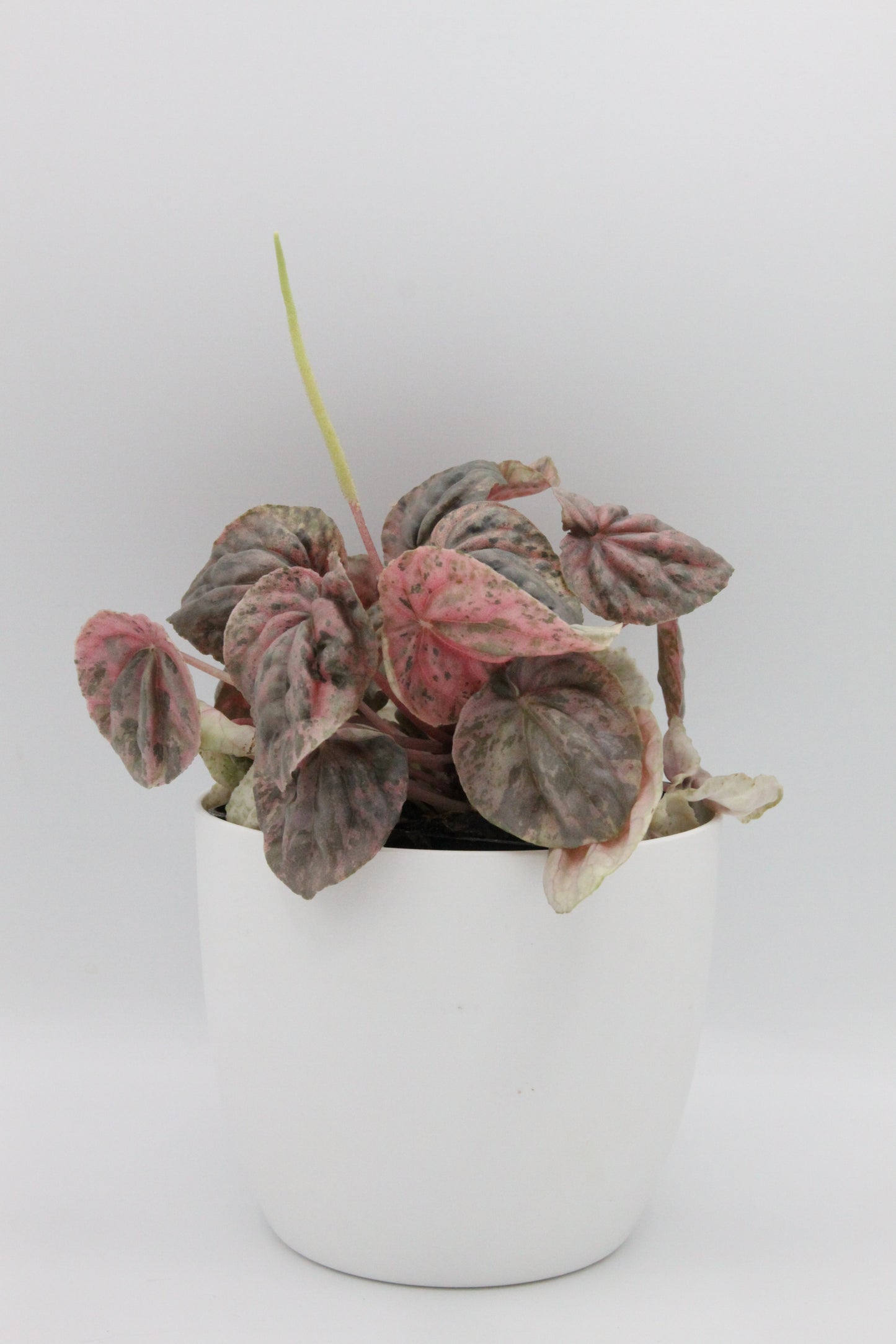 Peperomia caperata 'Pink Lady'