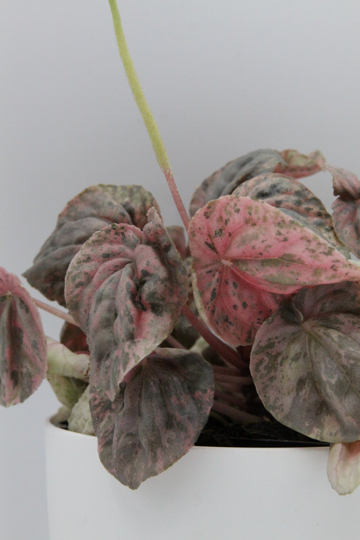 Peperomia caperata 'Pink Lady'