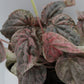 Peperomia caperata 'Pink Lady'